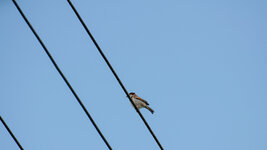 DSC_0061.jpg