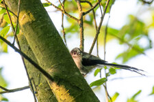 P6111386-ORF-3.jpg