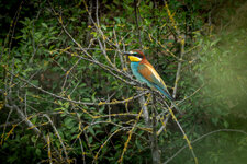 DSC08760-Verbessert-RR.jpg