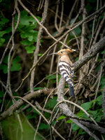 DSC09028-Verbessert-RR.jpg