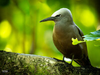 Brown Noddy -1.jpg