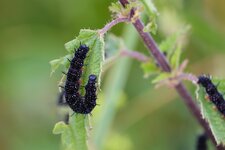 comp_Raupe Tagpfauenauge-4774.jpg