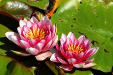 DSC00466 Seerosen Botanischer Garten 2025 1920.jpg