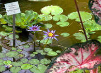 PXL_20250613 Blaue Seerose Botanischer Garten 2025.jpg