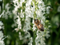 blüte_besuch_2025_001.jpg