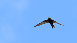 DSC_8579_ebv2.jpg