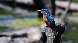 DSC_8740_ebv2.jpg