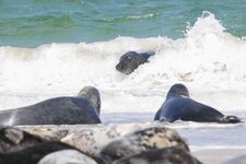 comp_Helgoland 2025-2928.jpg