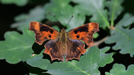 DSC_9098_ebv3.jpg