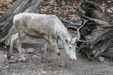 131015_Zoo_Gelsenkirchen-1.jpg