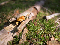P1000183.jpg