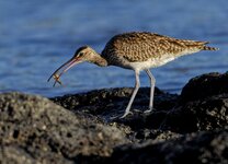 Großer Brachvogel mit Beute.jpg