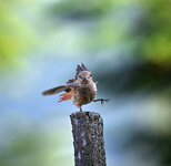 1350_WLD_5490-Bearbeitet-NIKON-Z-9-1-2000-Sek.-bei-f---6,3-ISO-1400-840-mm.jpg