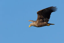 P6200319-ORF.jpg