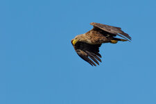 P6200318-ORF.jpg