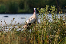 DSC_1118_DxO.jpg