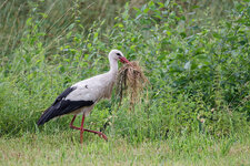 DSC_1210_DxO.jpg