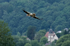 DSC_2066_DxO.jpg