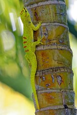 Phelsuma grandis  Madagaskar Taggekko.jpg