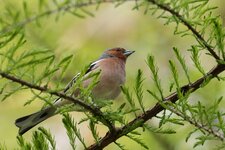 IMG_1929bww.jpg