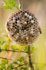 2025-06-28 20-26-08 (B,R8,S4) 820NZ6II 25er stack Wespe Nest-web.jpg