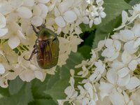 IMG_5484.jpg