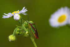 Wipfel-Stachelwanze_NZ8_2803-ps-pai_2000px.jpg