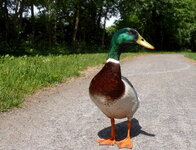 Ente Donald Dug am Teich OV 05-2011.jpg