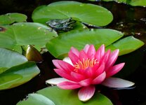 DSCF3368-SEEROSE MIT FROSCH++ 1920.jpg