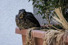 IMG_7926comp.jpg