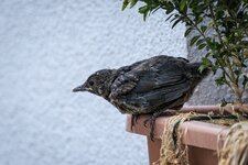 IMG_7957comp.jpg