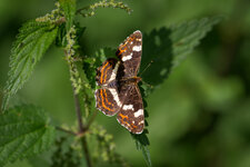 _S524518-10.jpg