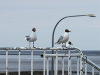 tierische_schnappschuesse_2025_002.jpg