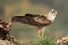 _A1B4178-4485-1.jpg
