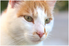 IMG_5990_bea-portrait-of-a-cat2-1.jpg