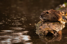 Nutria.jpg
