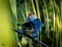 Seychelles Blue Pigeon -1.jpg