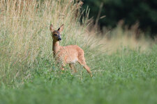 DSCF2541.jpg