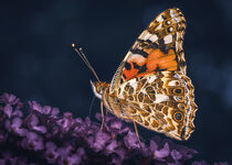 IMGC4057-2.jpg