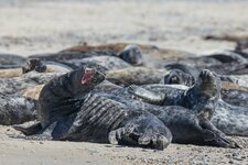 comp_Helgoland 2025-4040.jpg