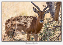 #3 Curious Antilope.jpg