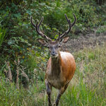 Hirsch im Bast.jpg