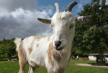 DSC07322 Zicklein Vogelpark Marlow 2011 1920.jpg