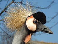 Vogel Tierpark Kronenkranich.jpg