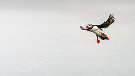Puffin.jpg