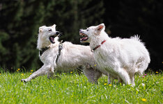 0L3A5285-Xc.jpg