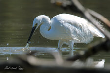 DSC_7677.jpg