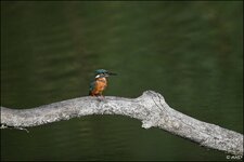 c_DSC_6886.jpg