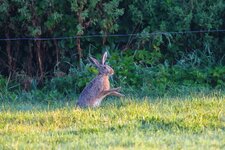 comp_Hase-7419.jpg comp_Hase-7419.jpg