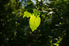 DSC03352.jpg